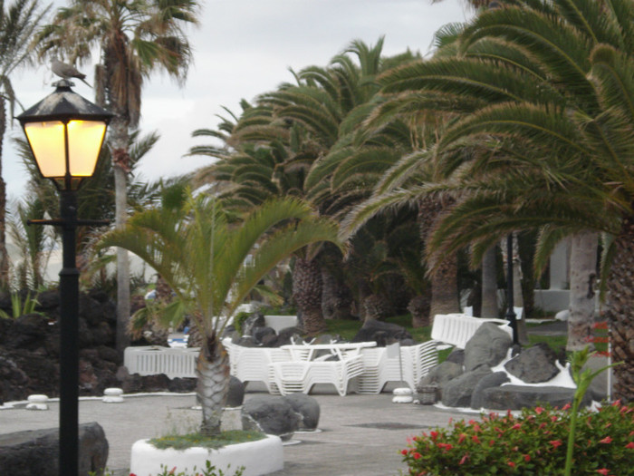 DSC04727 - Tenerife 2011