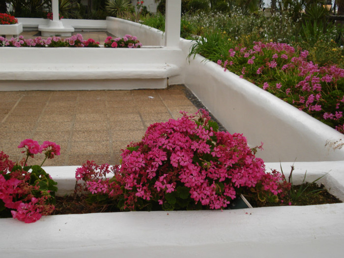 DSC04729 - Tenerife 2011