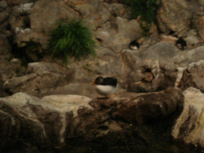 DSC04869 - Tenerife 2011