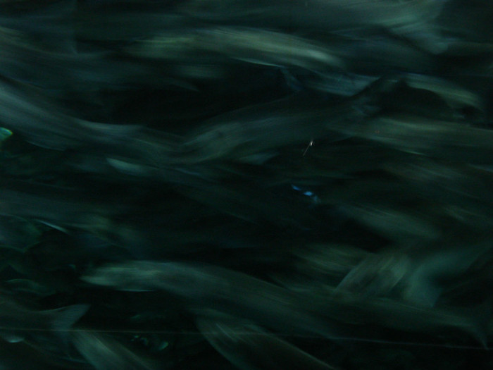 DSC04871 - Tenerife 2011
