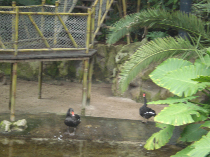 DSC04920 - Tenerife 2011