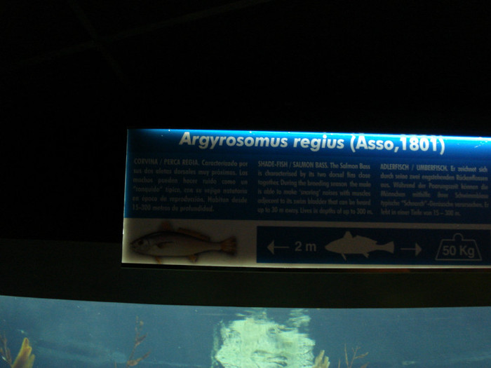 DSC04879 - Tenerife 2011