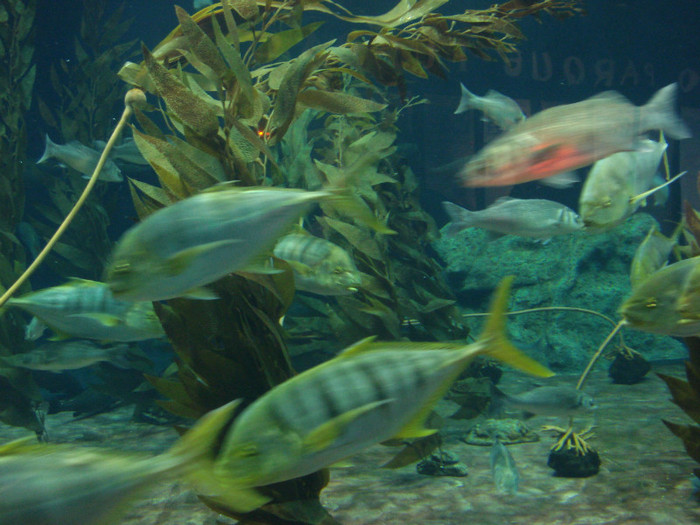 DSC04881 - Tenerife 2011