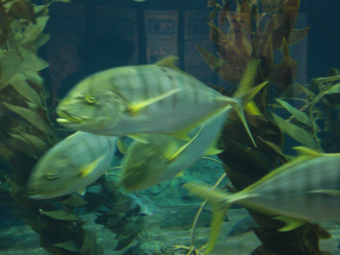 DSC04882 - Tenerife 2011