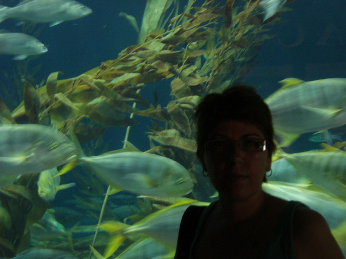 DSC04883 - Tenerife 2011