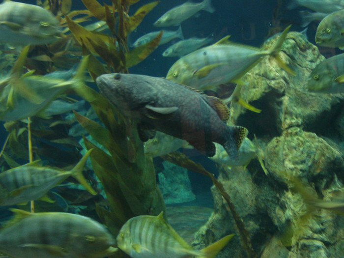 DSC04886 - Tenerife 2011