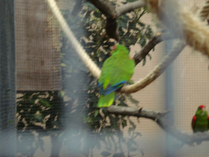 DSC04891 - Tenerife 2011