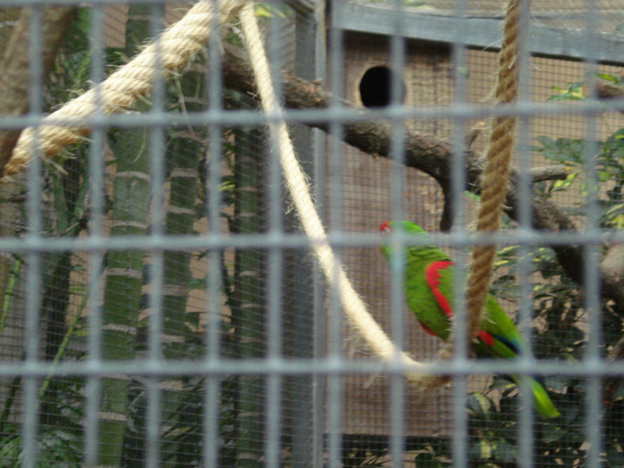 DSC04893 - Tenerife 2011