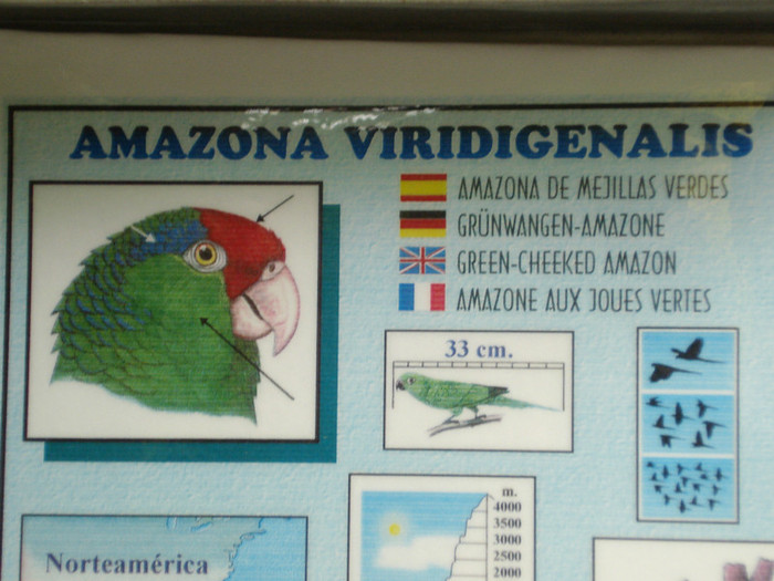 DSC04894 - Tenerife 2011