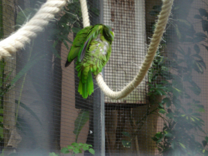 DSC04895 - Tenerife 2011