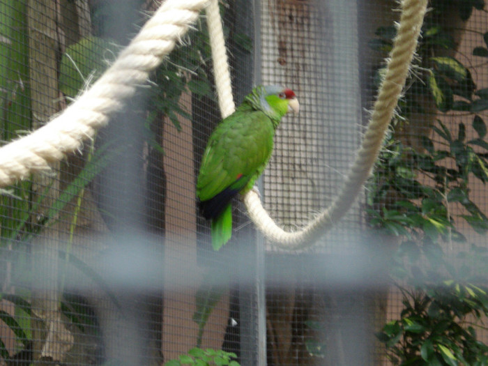 DSC04896 - Tenerife 2011