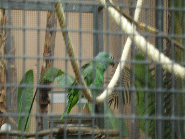 DSC04897 - Tenerife 2011