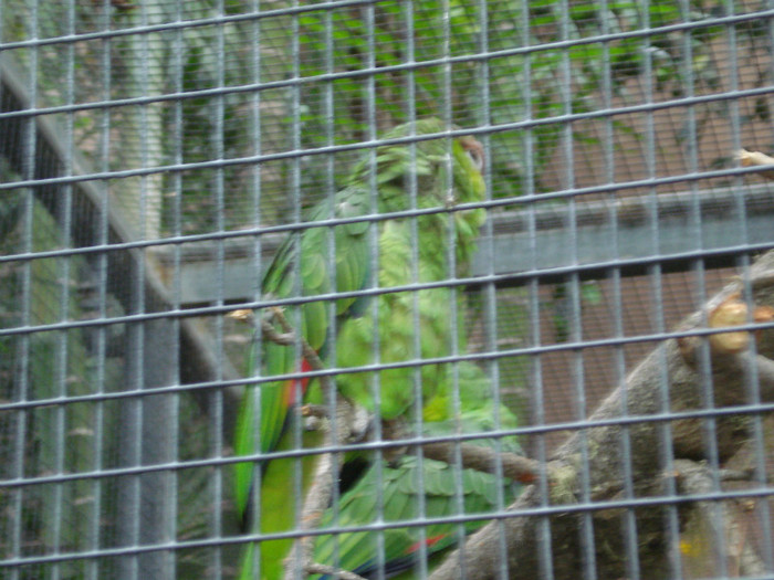 DSC04901 - Tenerife 2011