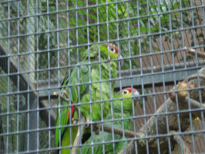 DSC04902 - Tenerife 2011