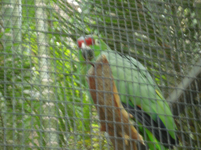 DSC04903 - Tenerife 2011