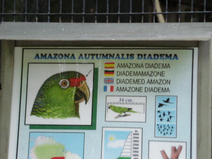 DSC04904 - Tenerife 2011