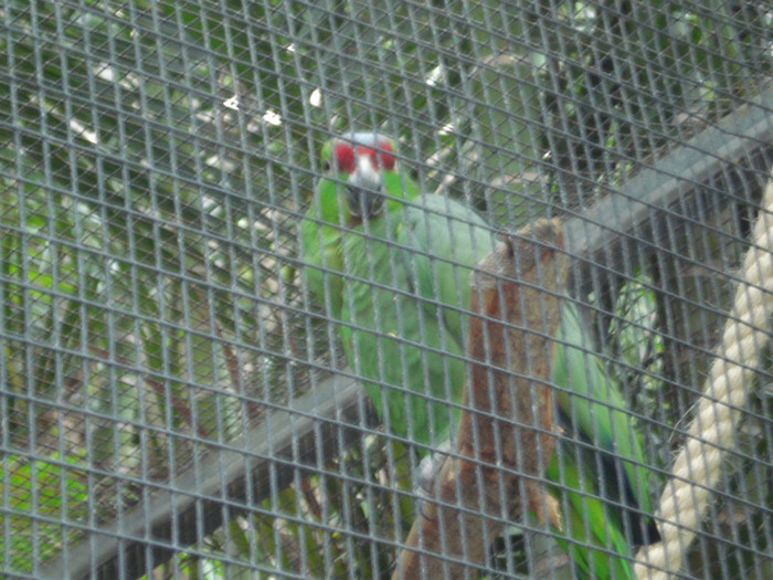 DSC04905 - Tenerife 2011
