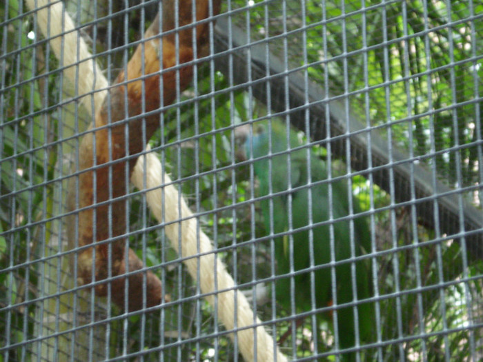 DSC04906 - Tenerife 2011