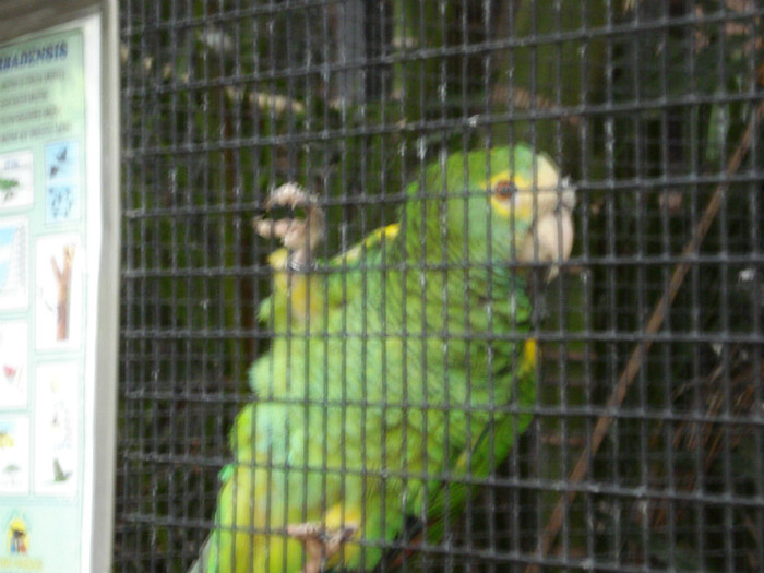 DSC04908 - Tenerife 2011