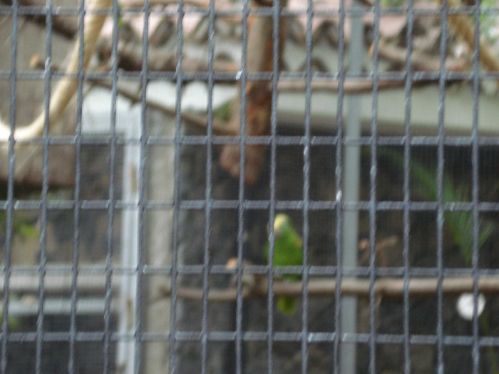 DSC04912 - Tenerife 2011