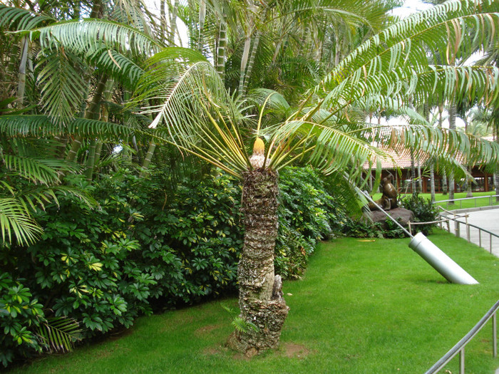 DSC04916 - Tenerife 2011