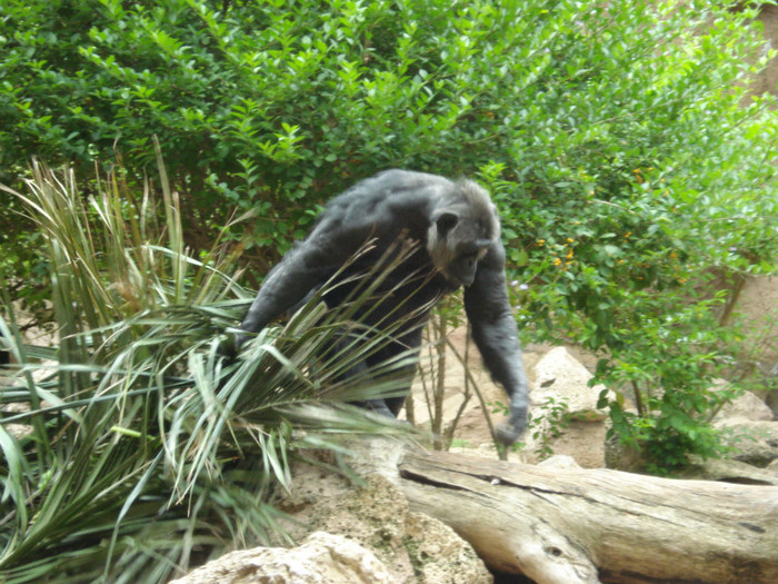 DSC04917 - Tenerife 2011