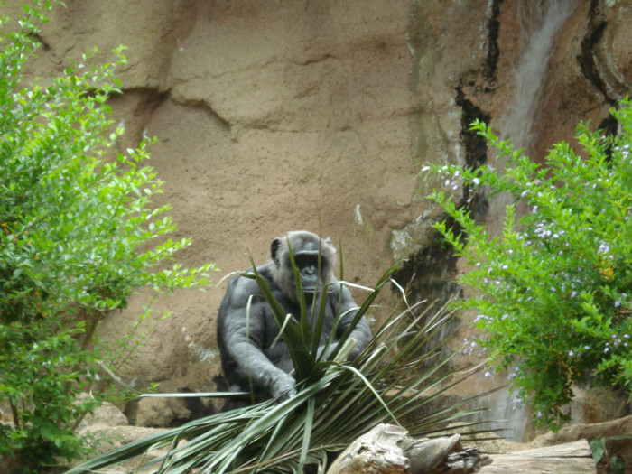 DSC04918 - Tenerife 2011