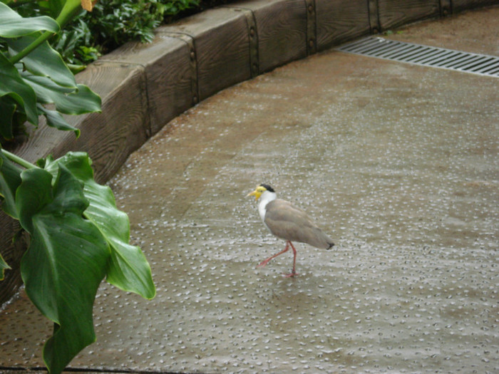 DSC04921 - Tenerife 2011