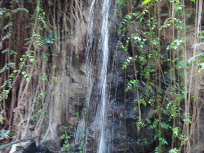 DSC04926 - Tenerife 2011