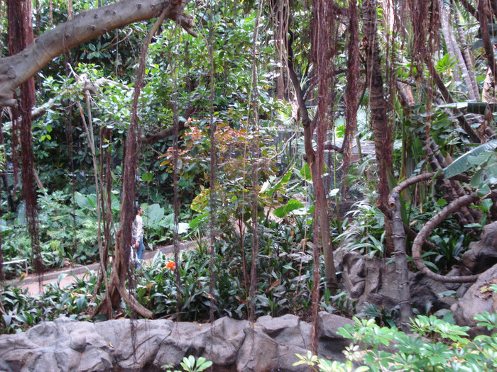 DSC04927 - Tenerife 2011