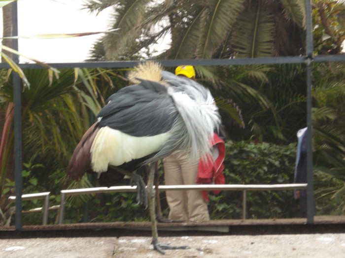 DSC04931 - Tenerife 2011