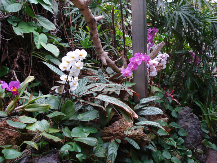 DSC04932 - Tenerife 2011