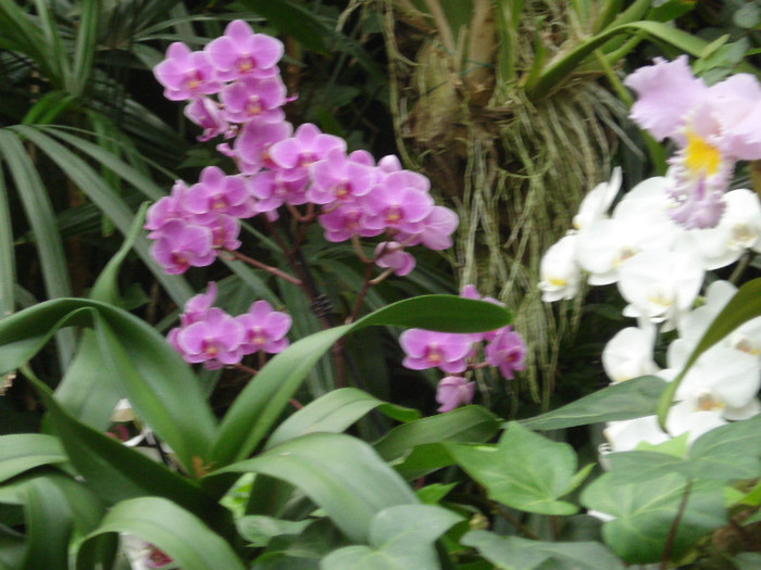 DSC04933 - Tenerife 2011