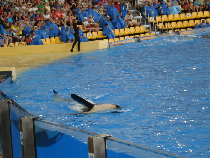 DSC04944 - Tenerife 2011