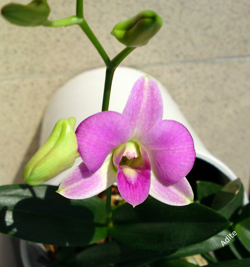 Dendrobium - Orhidee iul