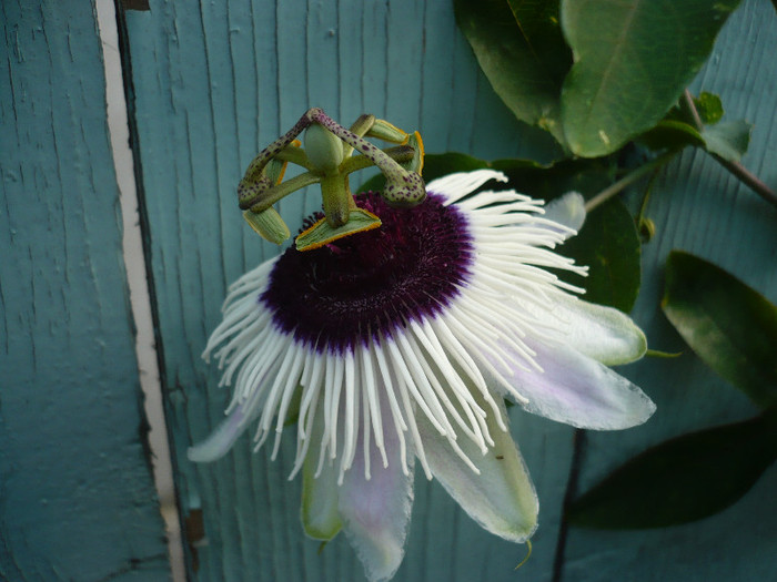 18.07.2012 - zzz-PASSIFLORA 2012-iesite din colectie