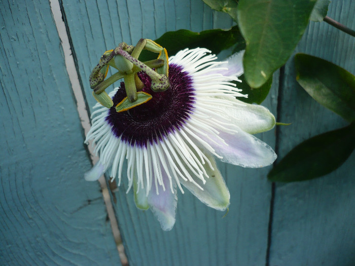 P1150969 - zzz-PASSIFLORA 2012-iesite din colectie