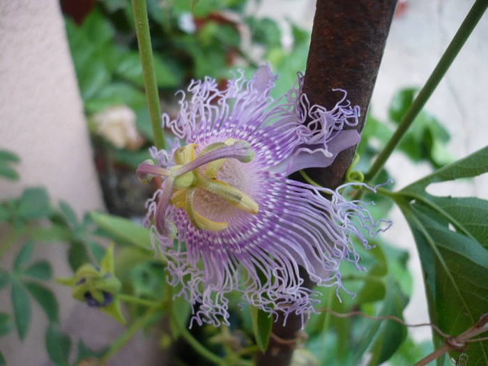 P1150997 - zzz-PASSIFLORA 2012-iesite din colectie