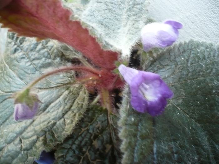 P1150972 - zzz-ALTE GESNERIACEAE-iesite din colectie