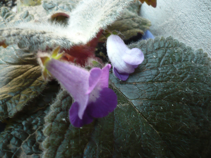 P1150999 - zzz-ALTE GESNERIACEAE-iesite din colectie