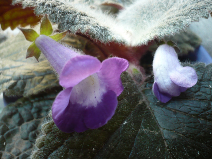 eucodonia Adele - zzz-ALTE GESNERIACEAE-iesite din colectie