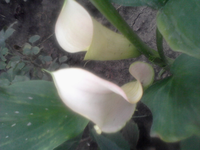 (00)Fotografie-0051 - flori de gradina 2012-2