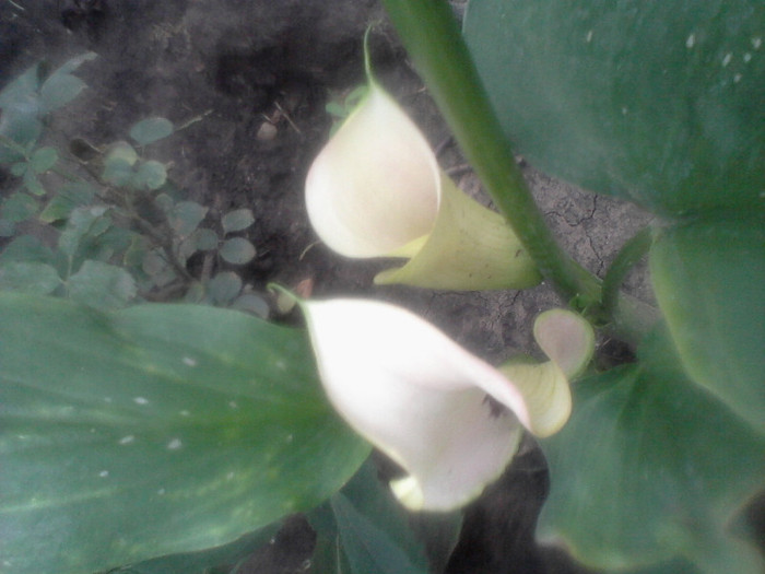 (00)Fotografie-0052 - flori de gradina 2012-2