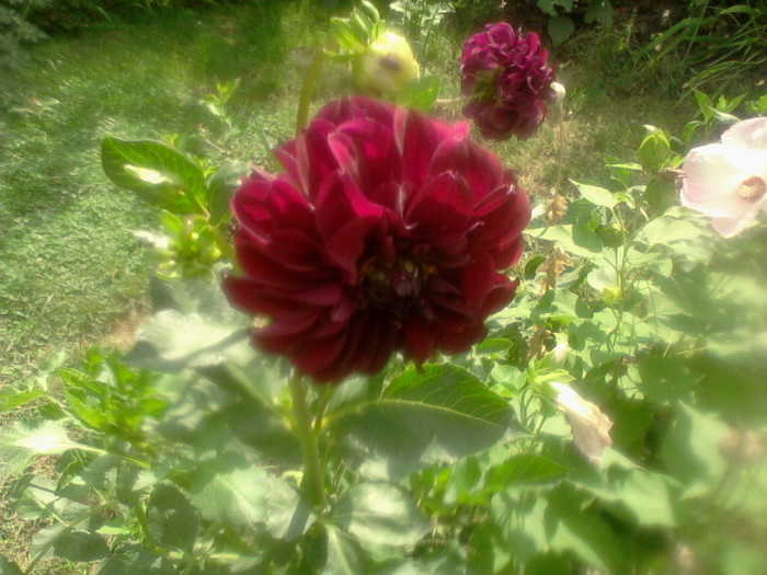 (00)Fotografie-0053 - flori de gradina 2012-2