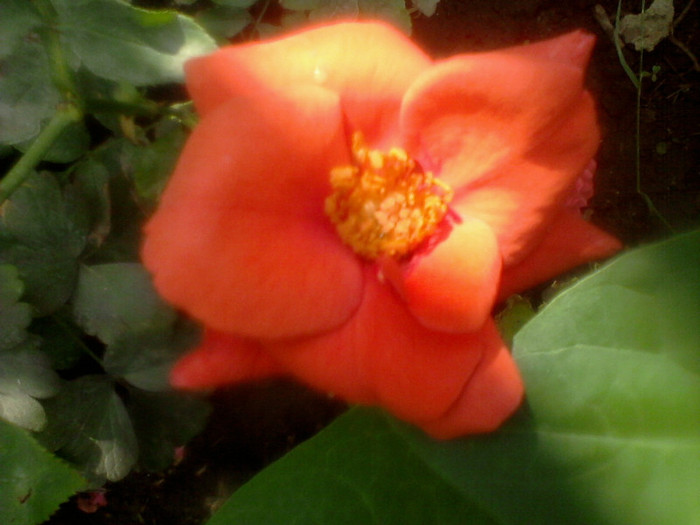 (00)Fotografie-0054 - flori de gradina 2012-2