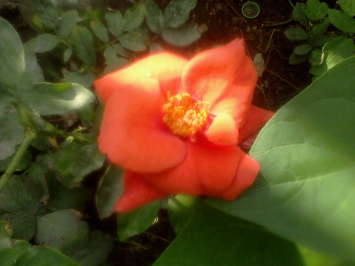 (00)Fotografie-0055 - flori de gradina 2012-2