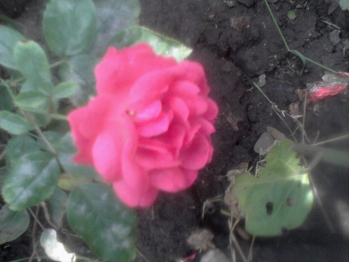 (00)Fotografie-0056 - flori de gradina 2012-2