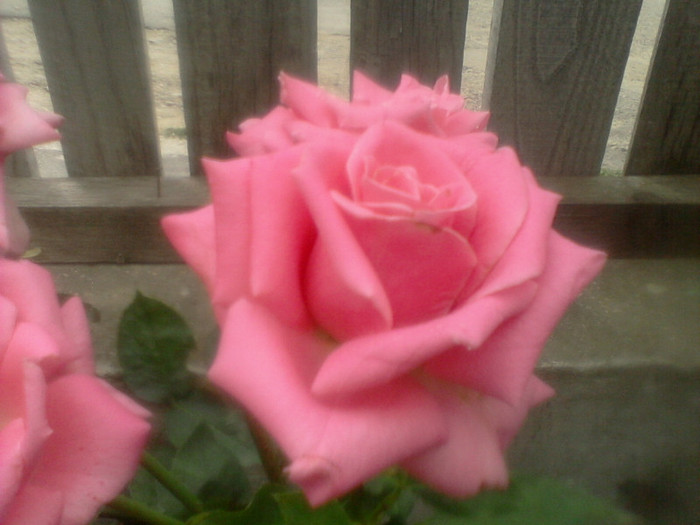 (00)Fotografie-0059 - flori de gradina 2012-2