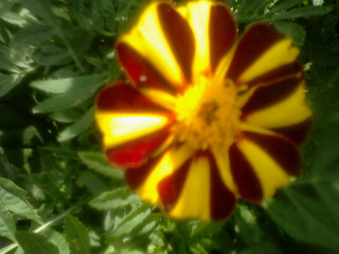 (00)Fotografie-0062 - flori de gradina 2012-2