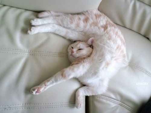  - Cele mai ciudate pozitii de dormit pentru pisici